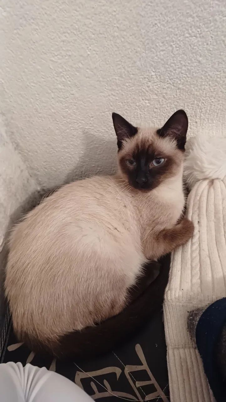 Gatinha para Adoção Responsável - Foto 2