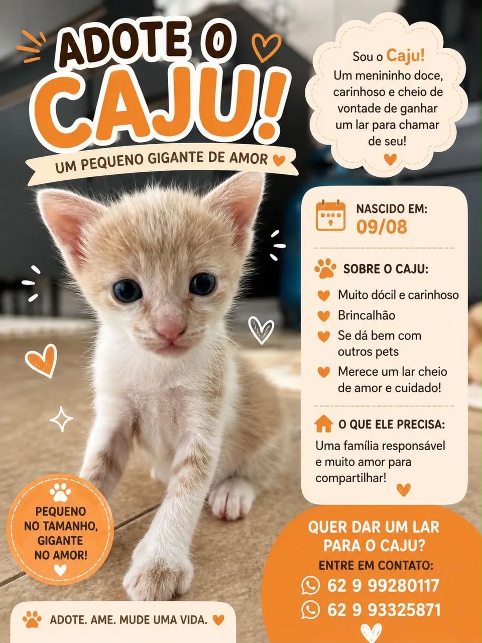 Gatos
