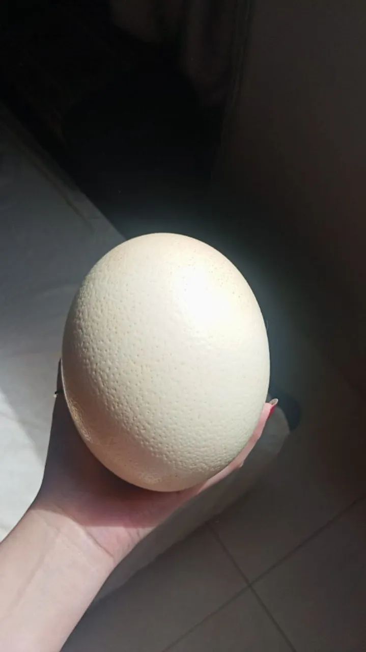 Casca de ovo de avestruz 
