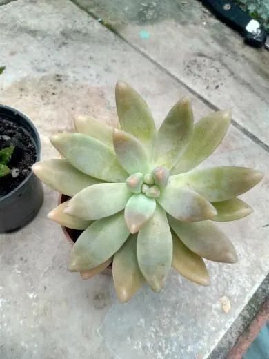 Suculentas e cactos - Foto 5