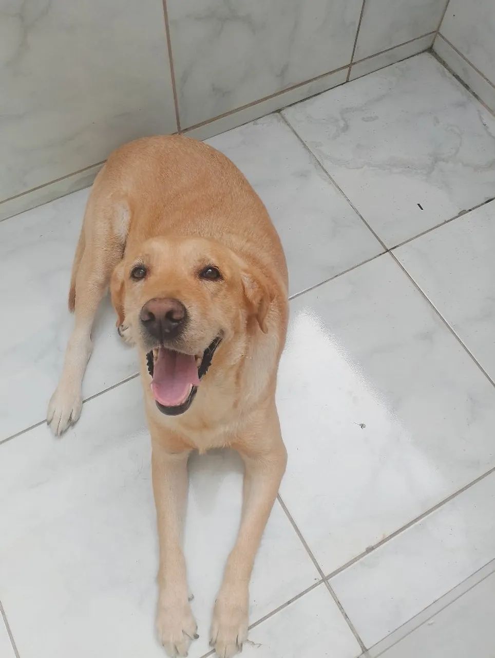 Labradora Mel  - Foto 2