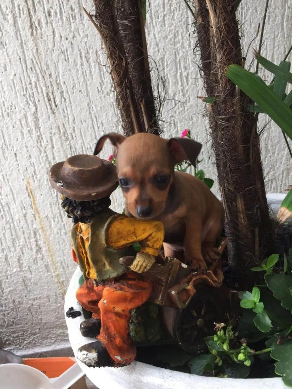 Pinscher filhote  - Foto 2