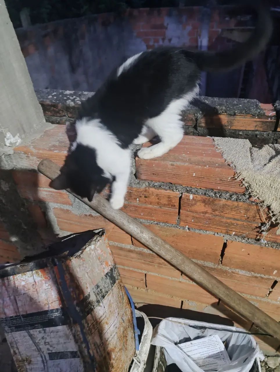 Gata castrada,para doação  - Foto 3