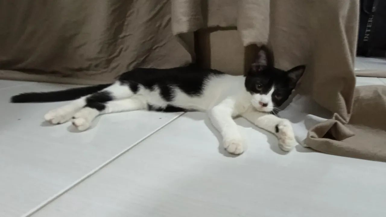 Gata para adoção! - Foto 5