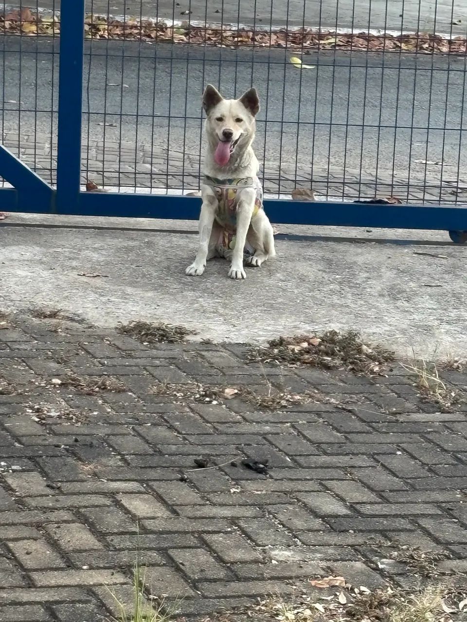 Adoção Cachorrinha - Foto 4