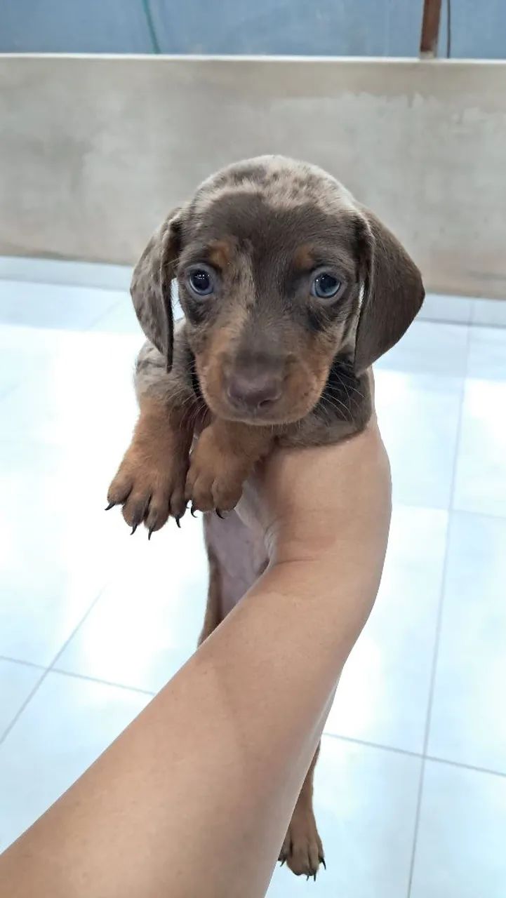 Dachshund Merle Chocolate Macho - Foto 2