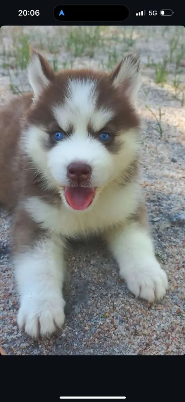 Husky siberiano  - Foto 4