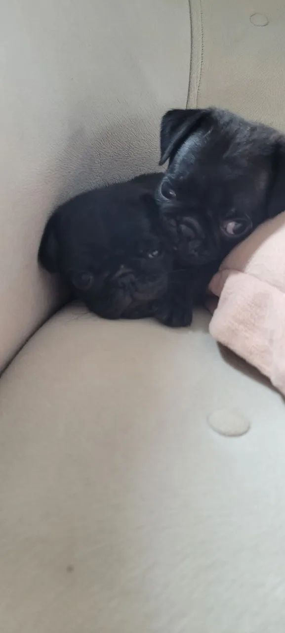 Pug 