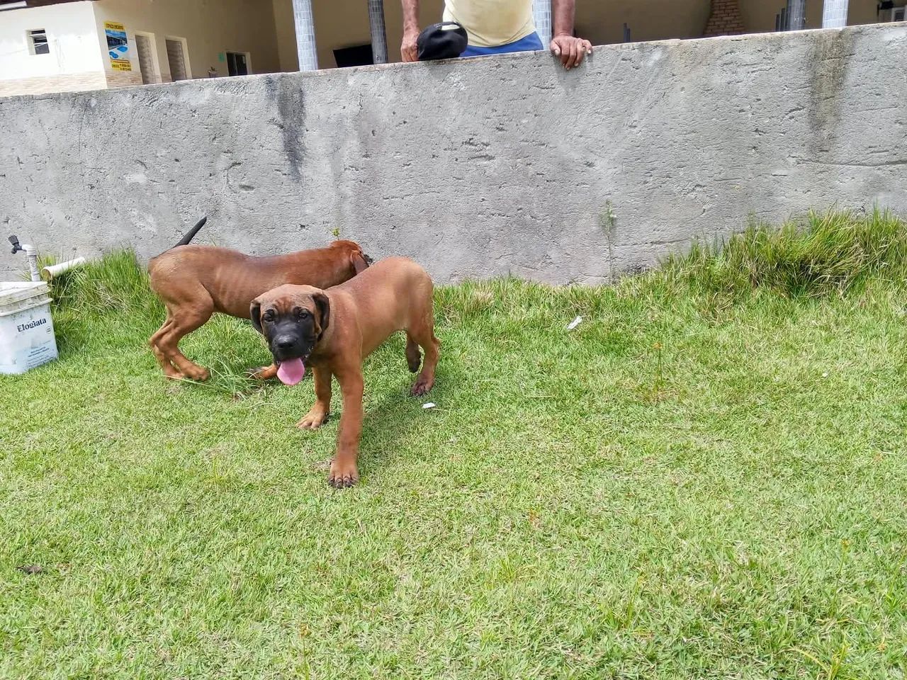 Fila brasileiro  - Foto 2