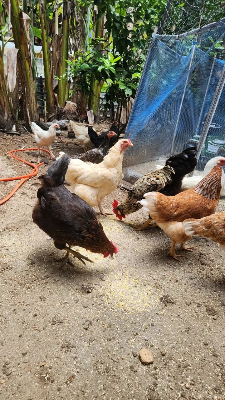 GALINHAS E GALO CAIPIRA