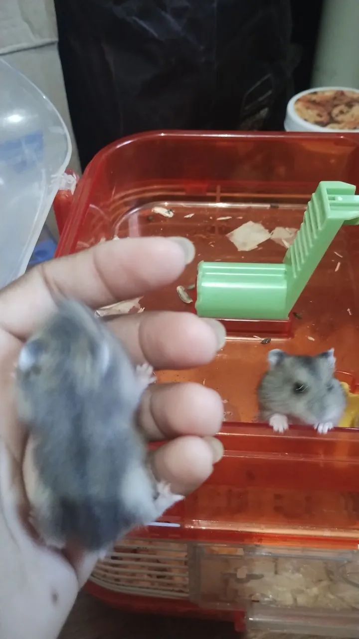 Filhotinhos de hamsters  - Foto 3