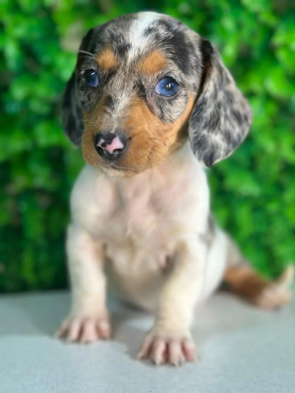 dachshund olhos azuis