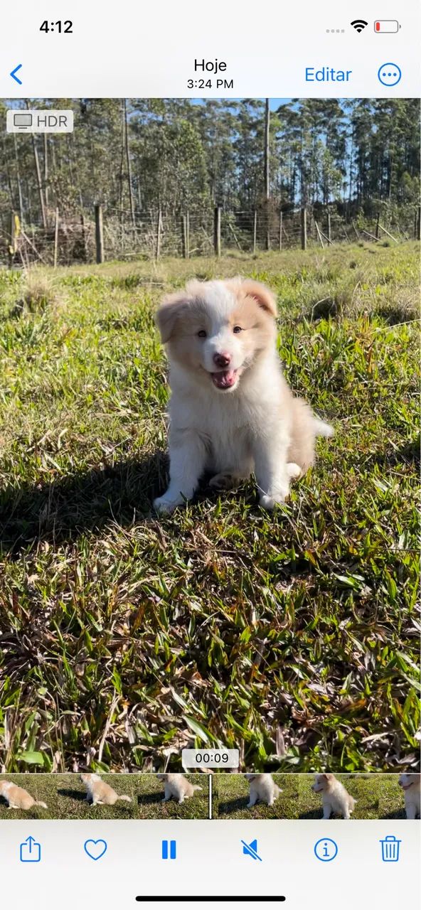Boder collie macho com Pedigree  - Foto 2