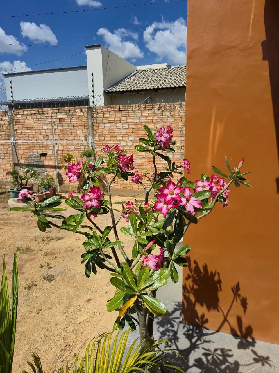 Vendo rosa do deserto  - Foto 3
