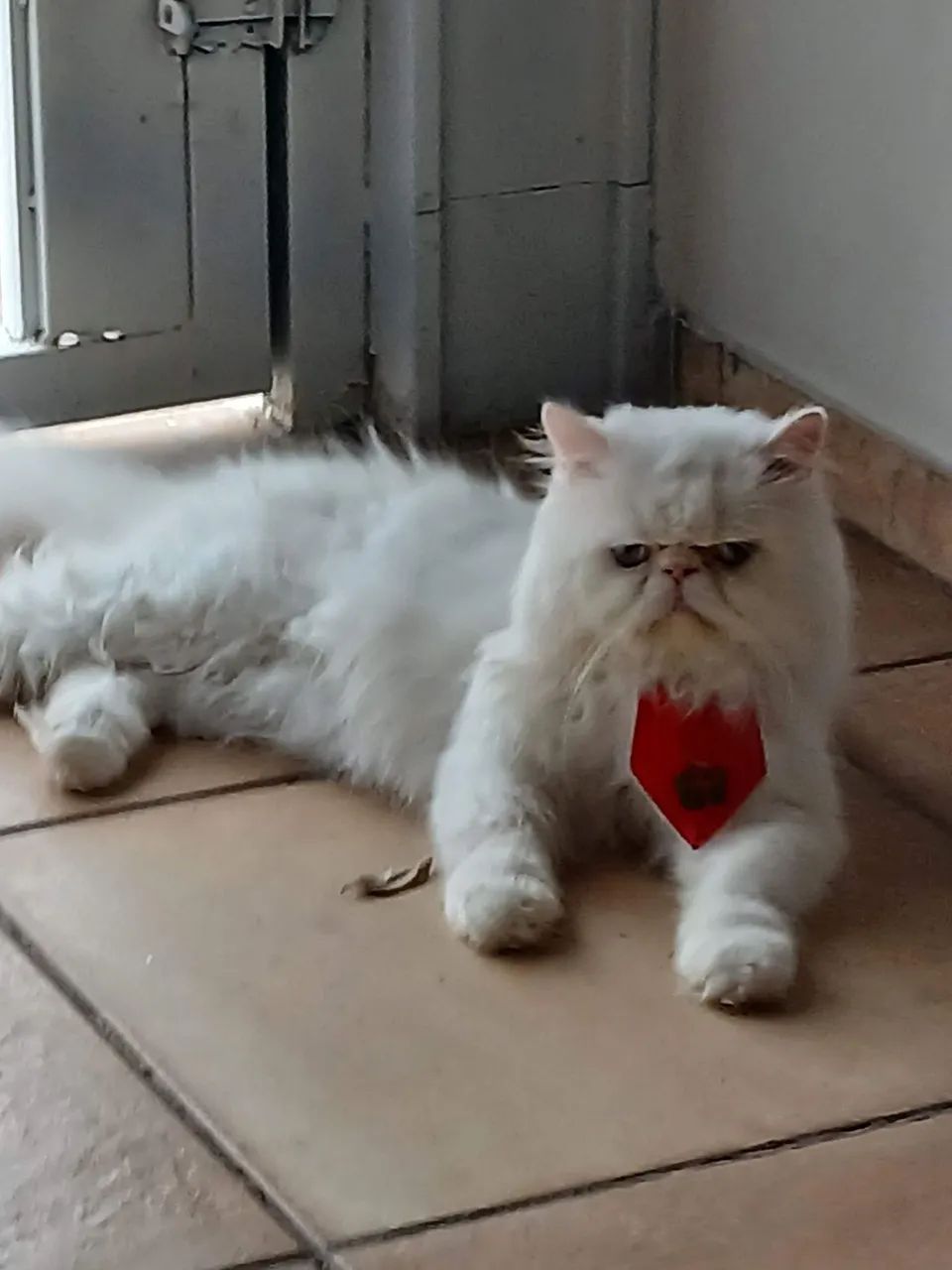 Vendo gatinhos persa