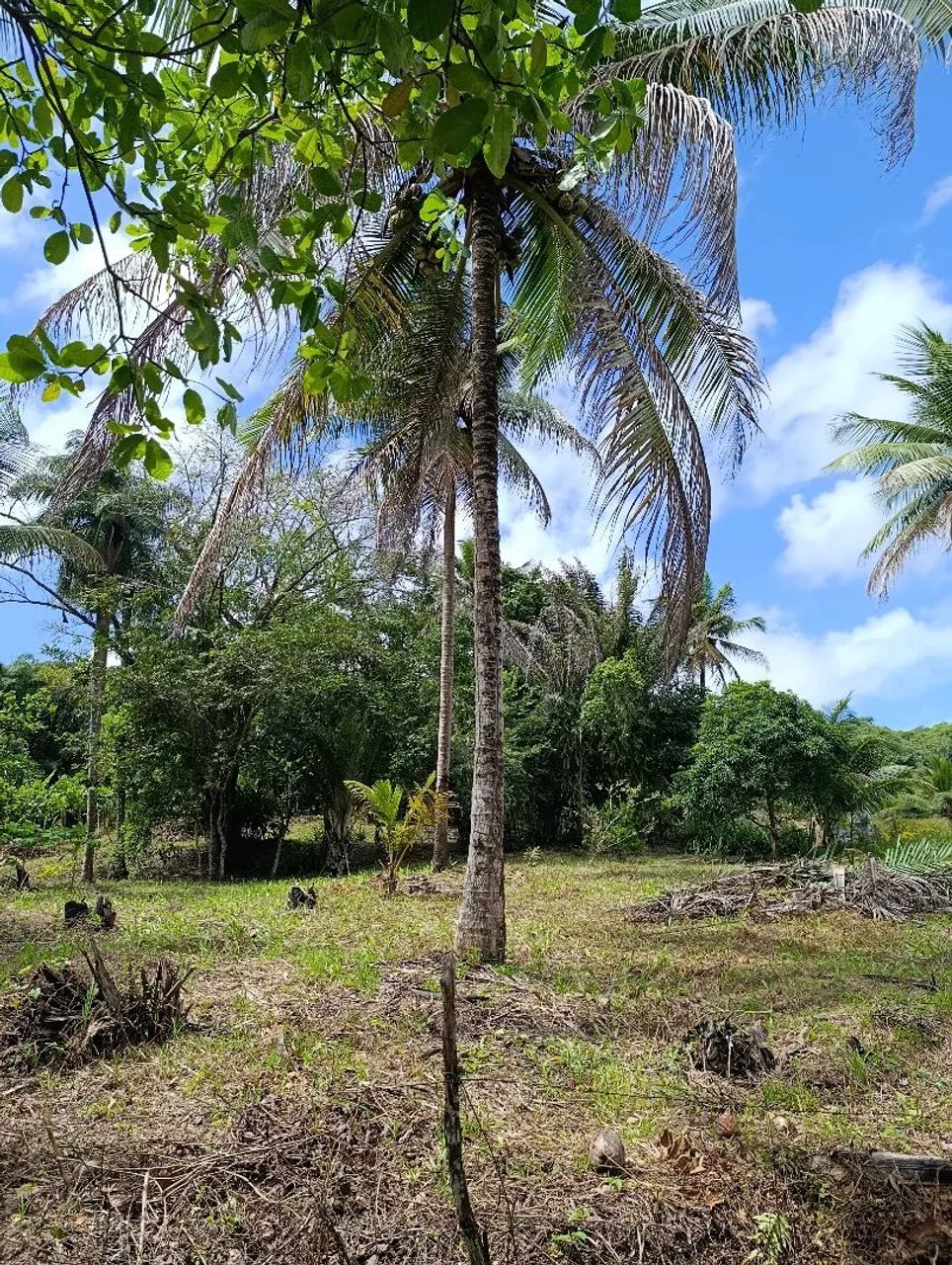 Vende-se este sítio  - Foto 3