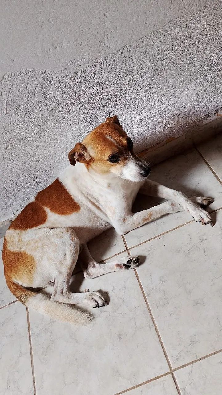 Doa- se cachorro  - Foto 2