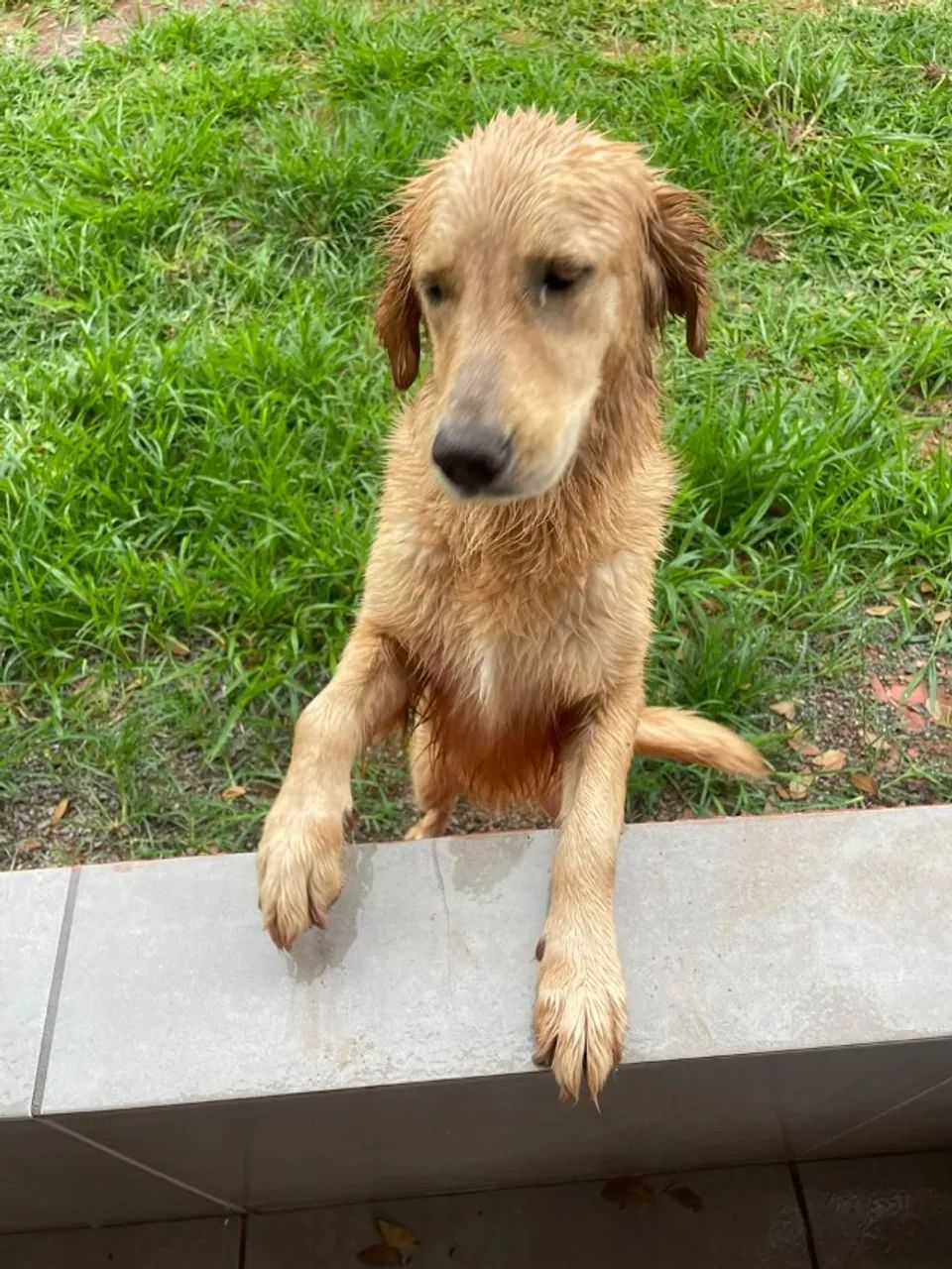 ADOÇÃO RESPONSÁVEL - Foto 4