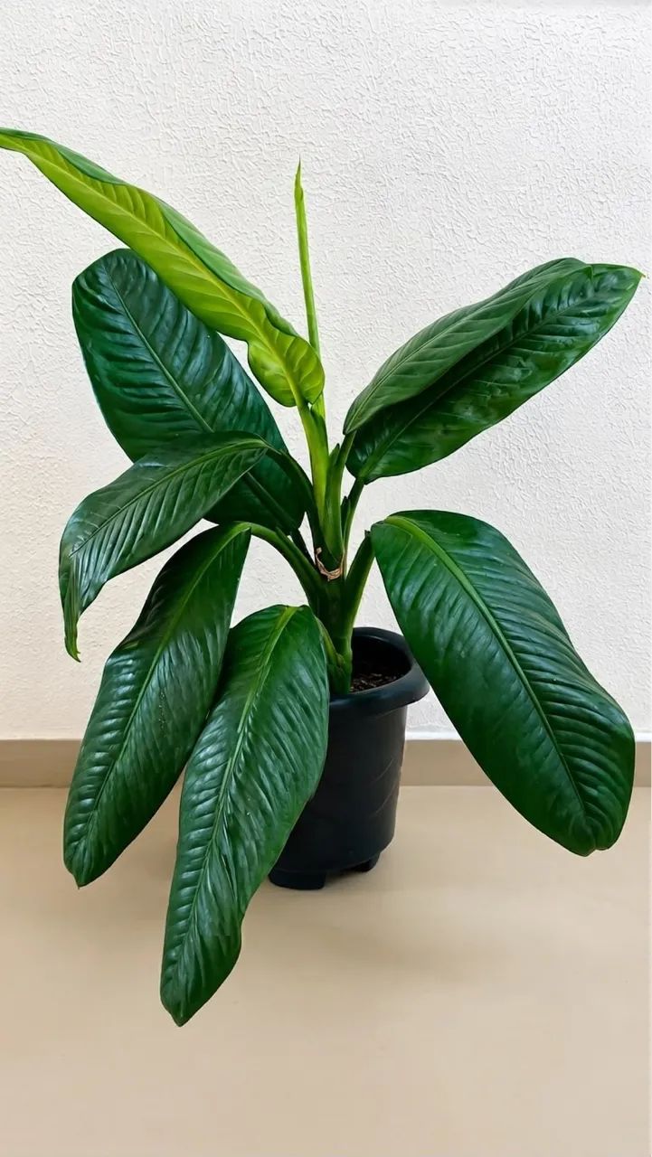 Vendo Plantas Comigo Ninguém Pode - Foto 4