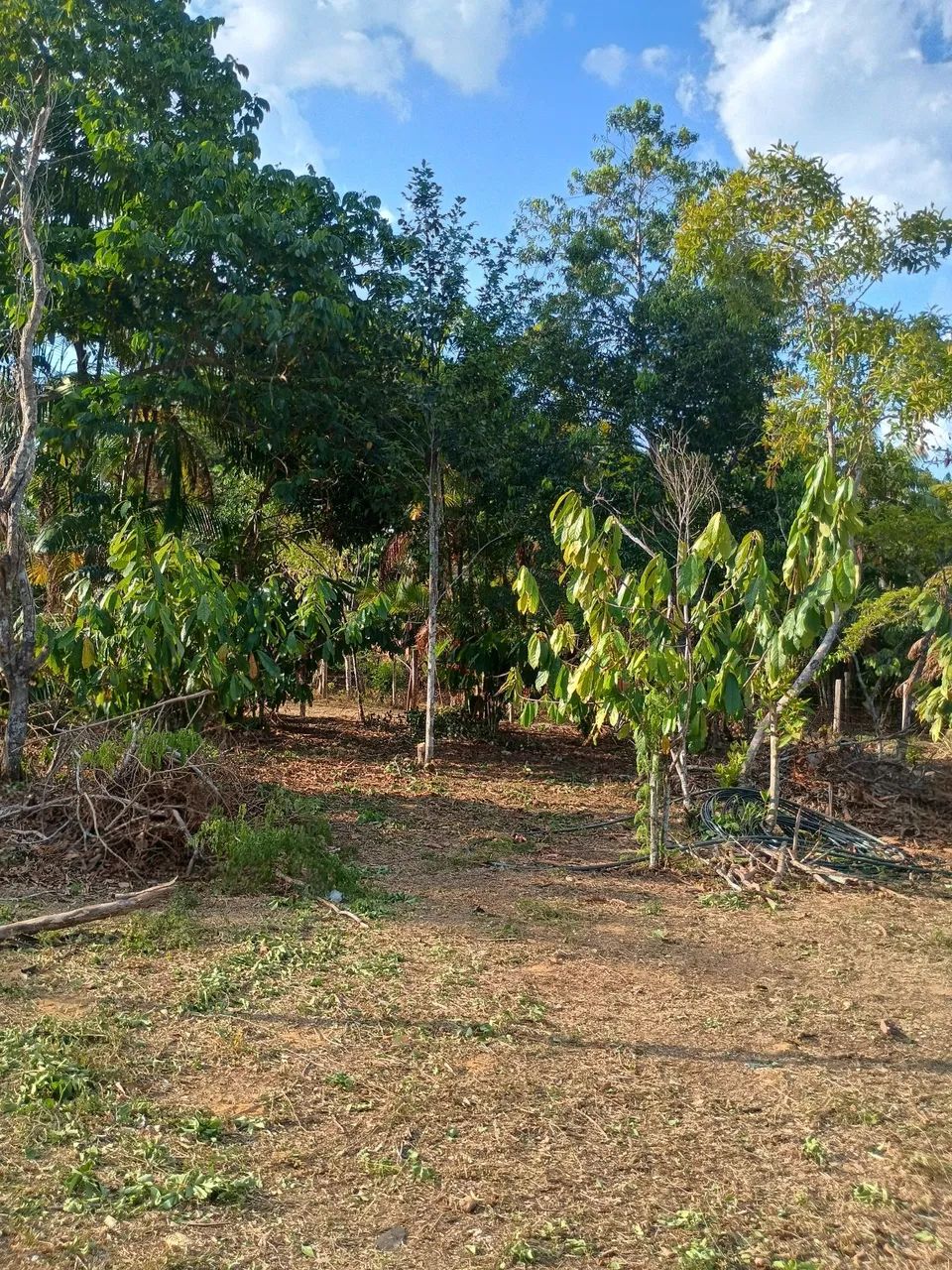 Terreno Comunidade do Livramento  - Foto 4