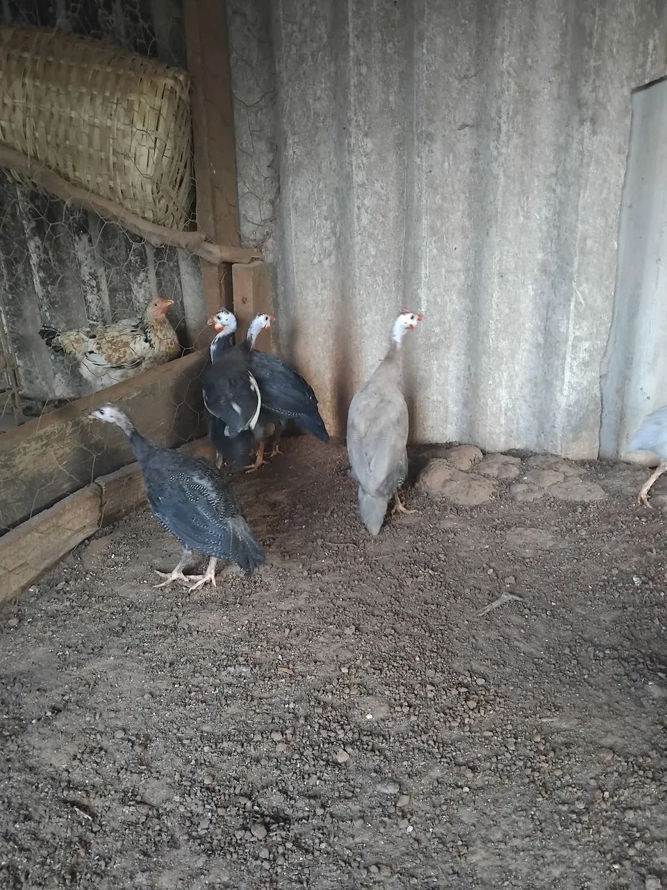 Aves - Foto 2