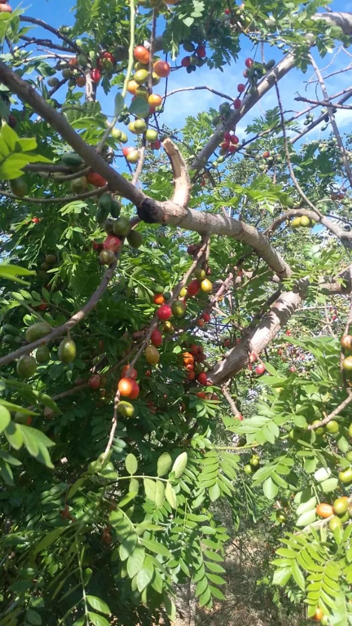 Você que quer sossego.  - Foto 5