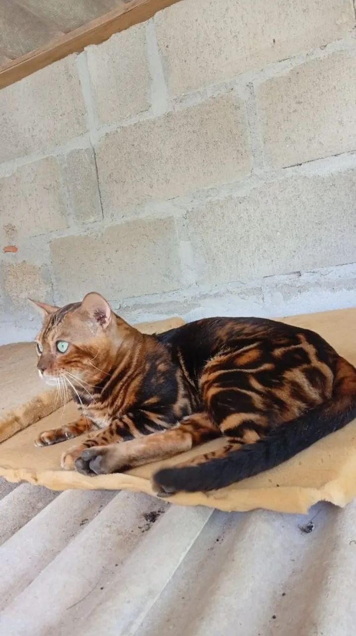 Gato Bengal macho - Foto 6