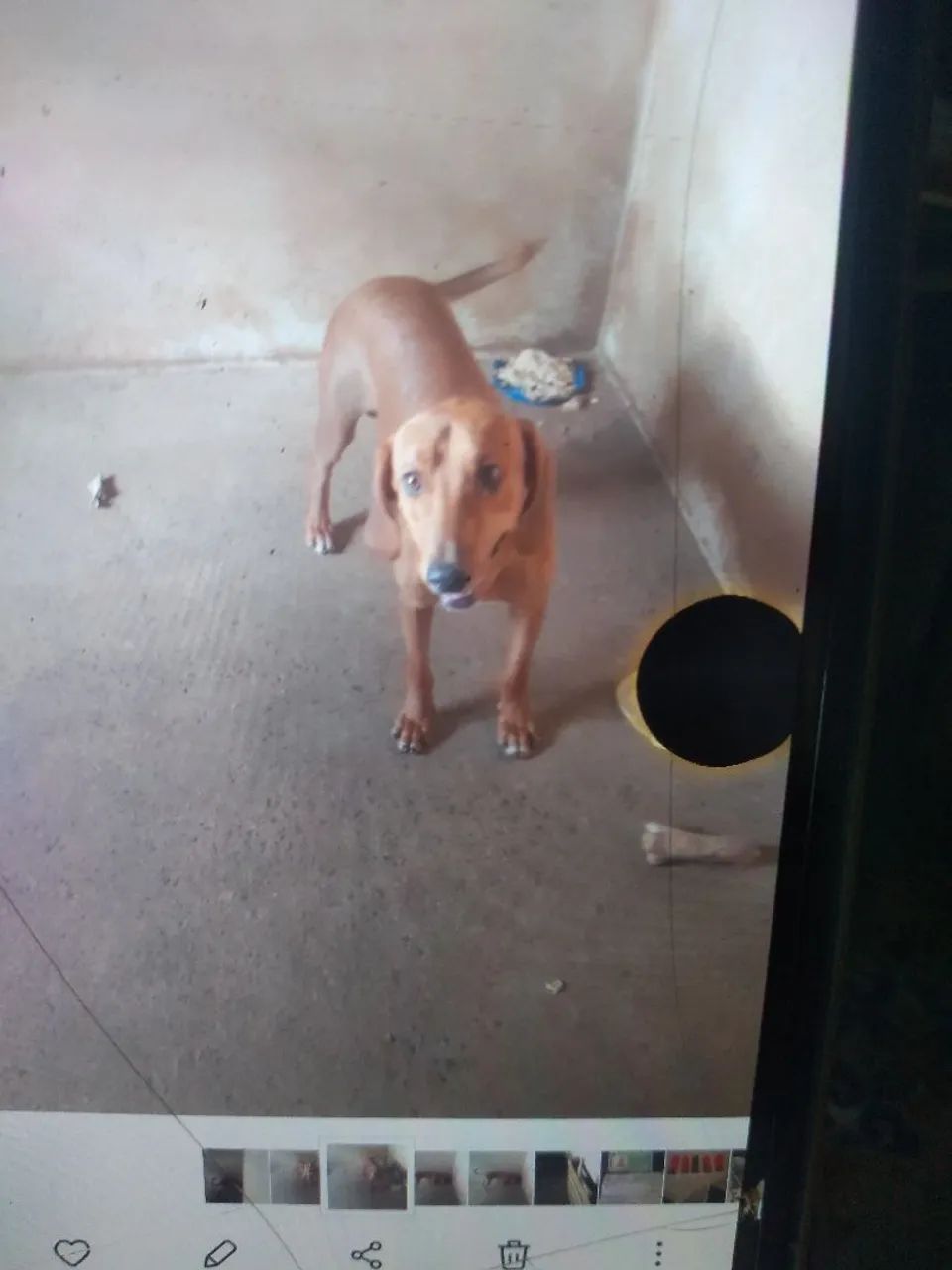 Cachorro americano  - Foto 4