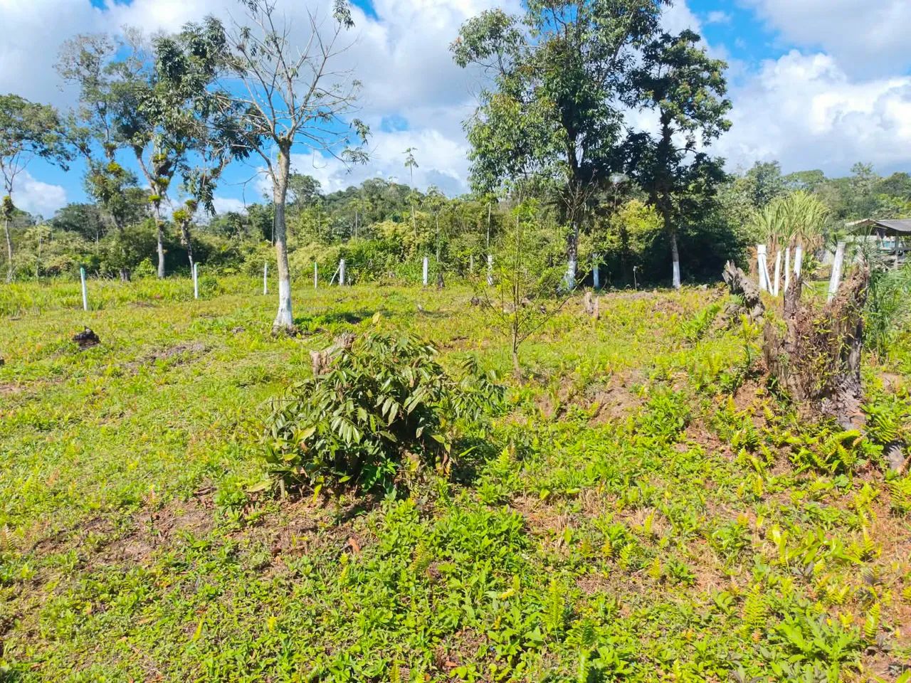 TERRENO ALEXANDRA KM 19 