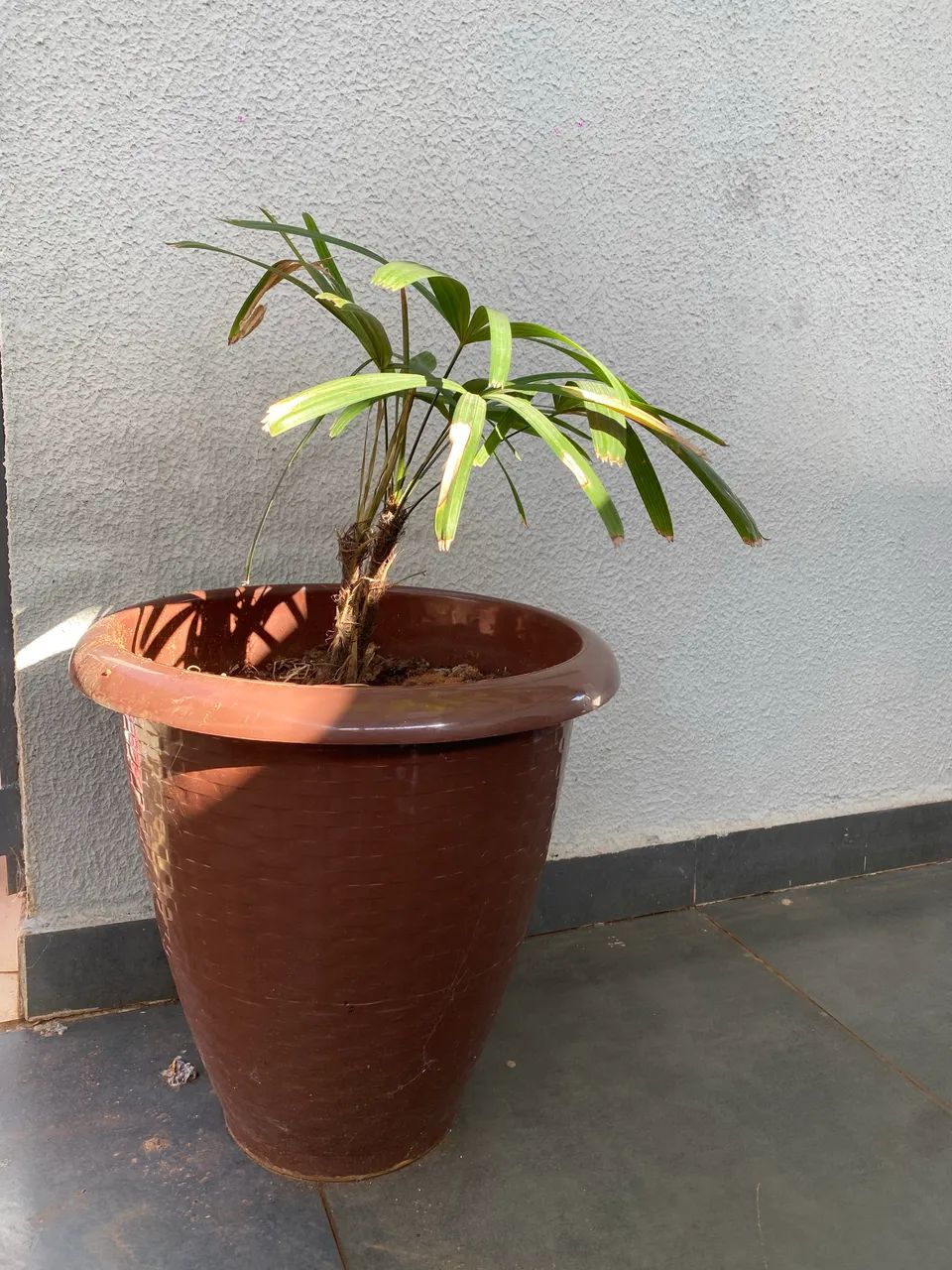 Planta Palmeira Rafis - Foto 2