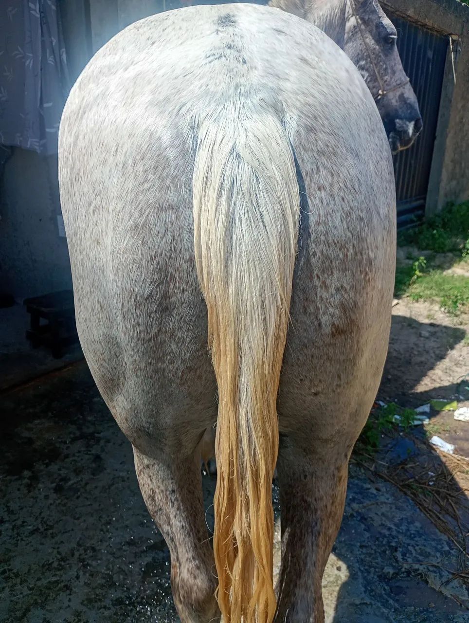 Cavalo bom e ligeiro  - Foto 4