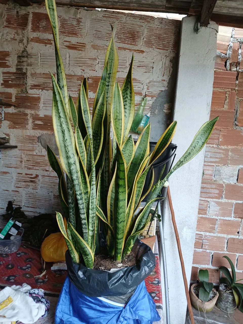 Planta espada de São Jorge 