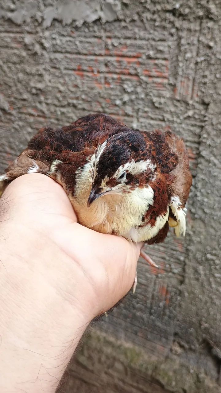 Codorna gigante 