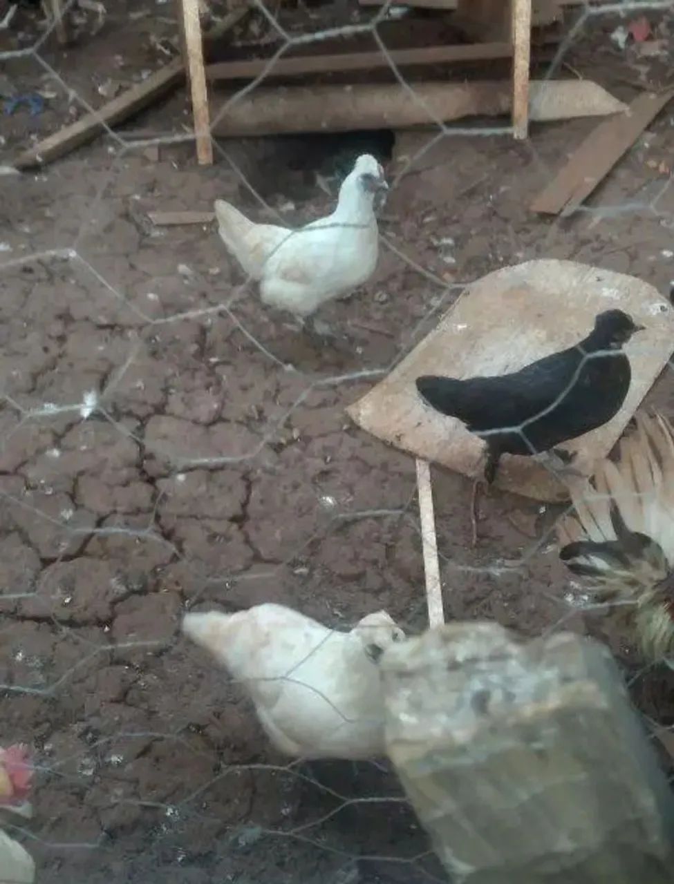 Vendo galinhas ganize 10 cada e galinhos 10 - Foto 2
