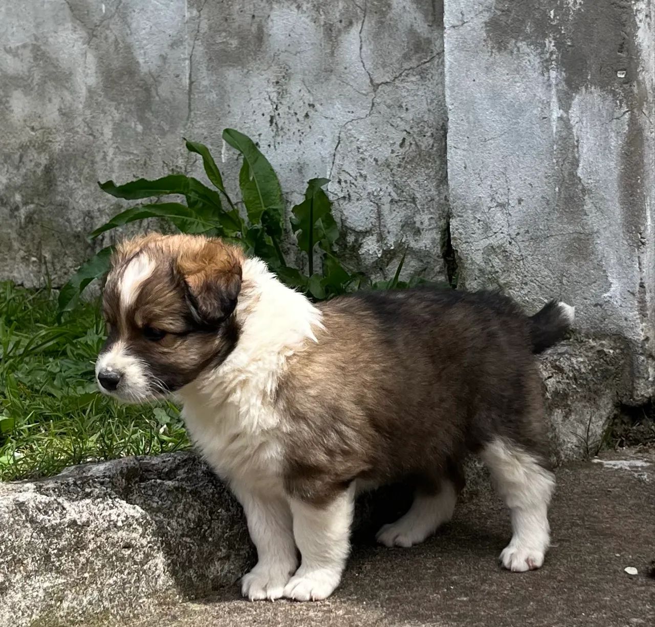 Ovelheiro Gaúcho  - Foto 4