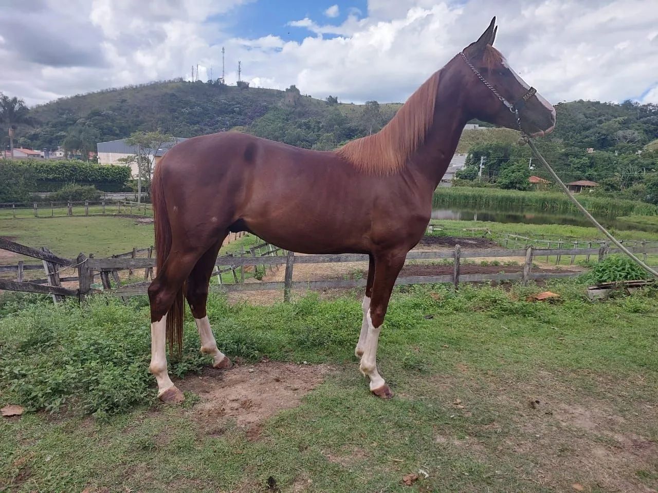 CAVALO MANGALARGA PAULISTA - Foto 5