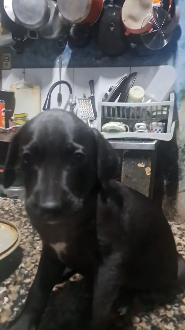 Adoção adote esse bebês - Foto 5