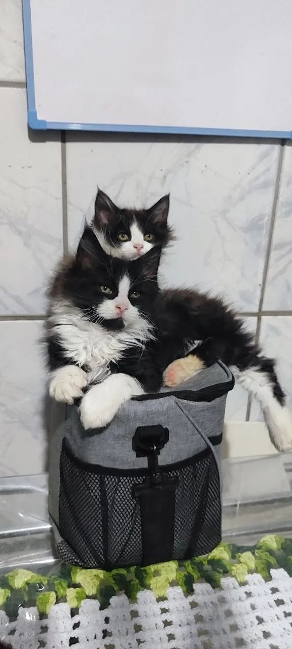 Filhotes de gato Maine con  - Foto 4