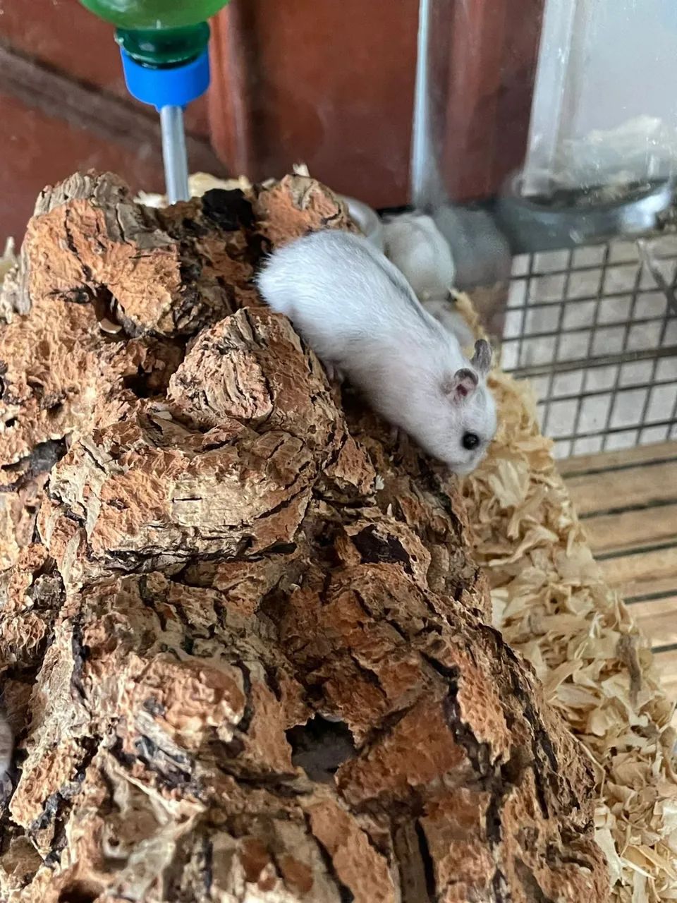 Hamster anão russo/ chinês  - Foto 2