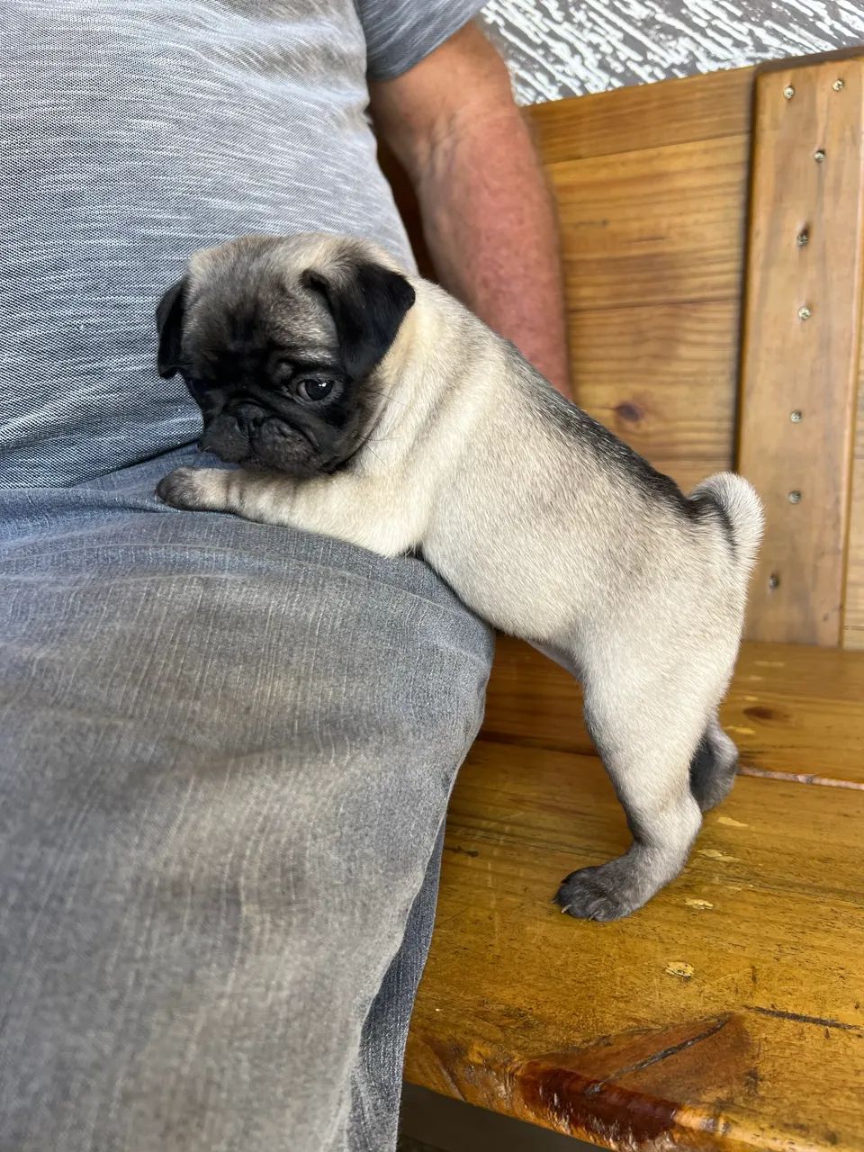 Filhotes de pug  - Foto 2