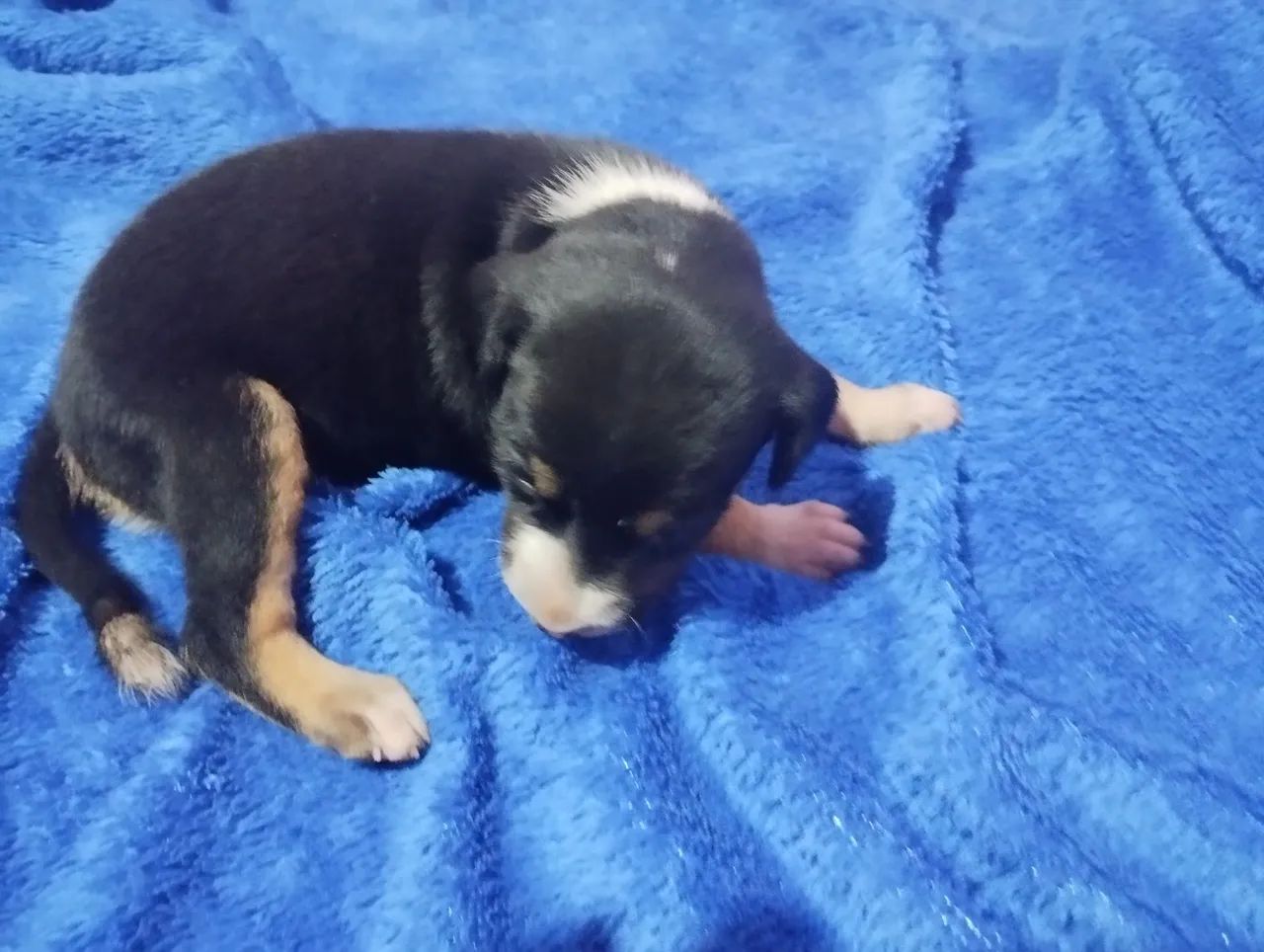 Doação de filhotes  - Foto 3