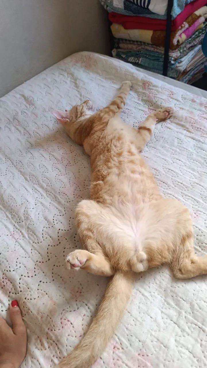 Gato laranja 