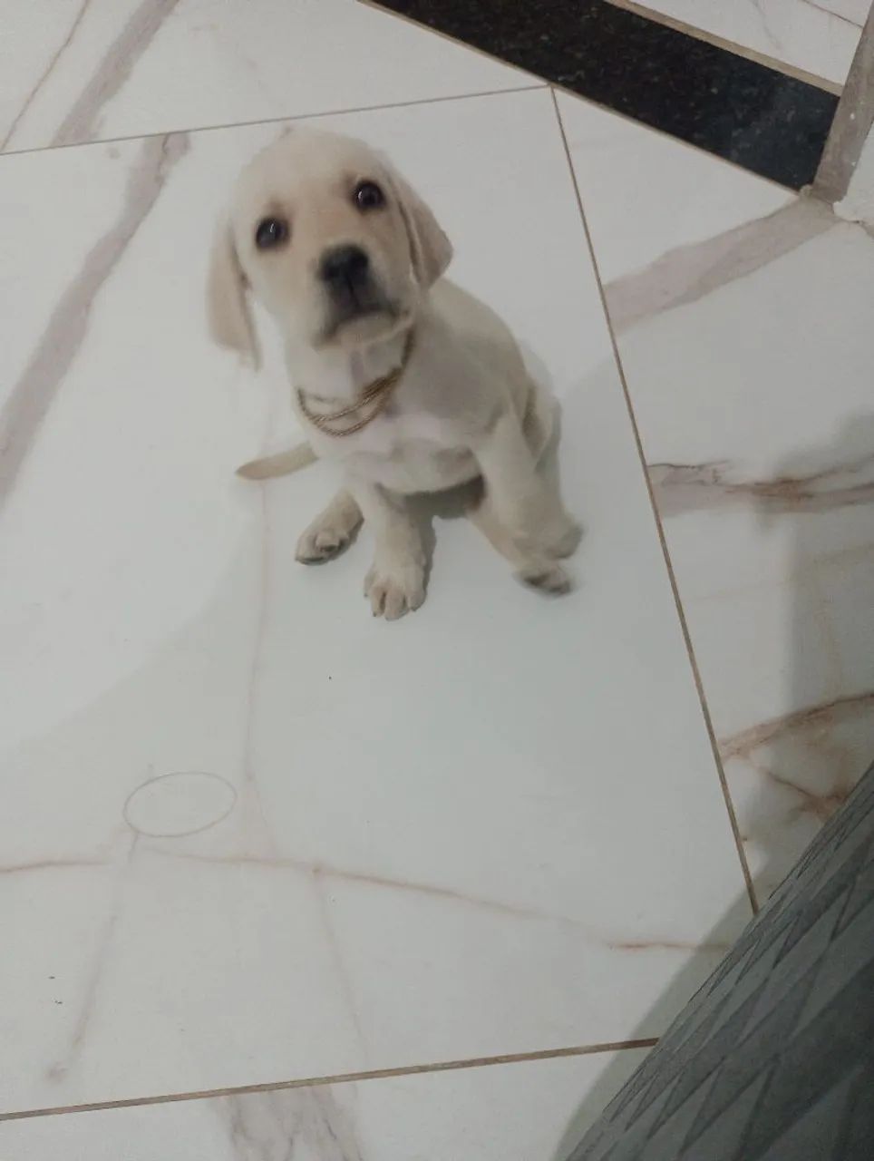 Labrador Retriever  - Foto 3