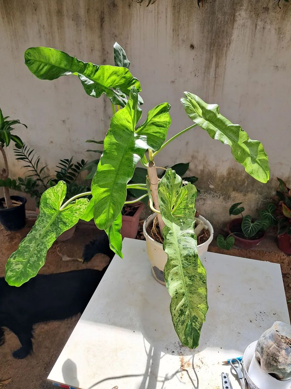 Planta  - Foto 3