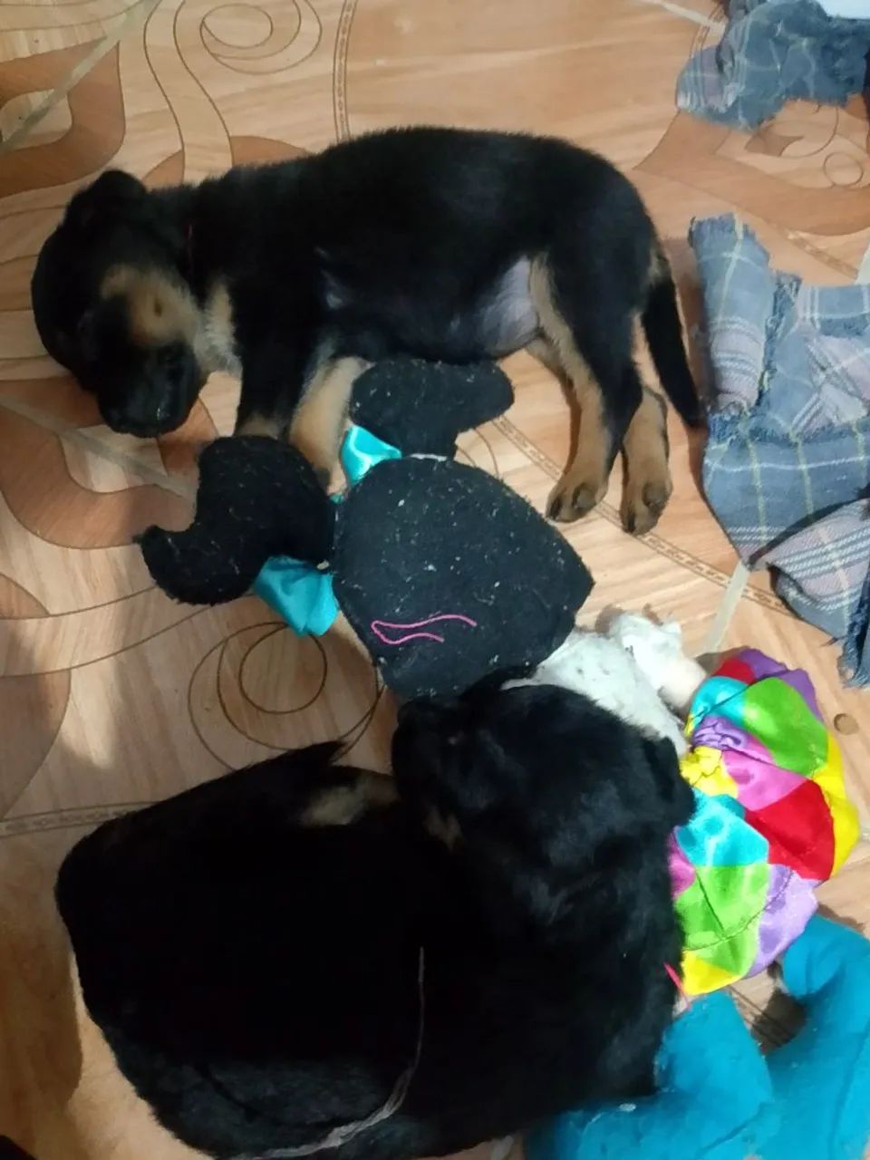 Cachorro ?