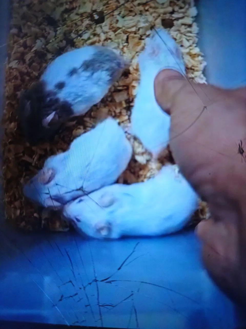 Hamster sirio lindos 