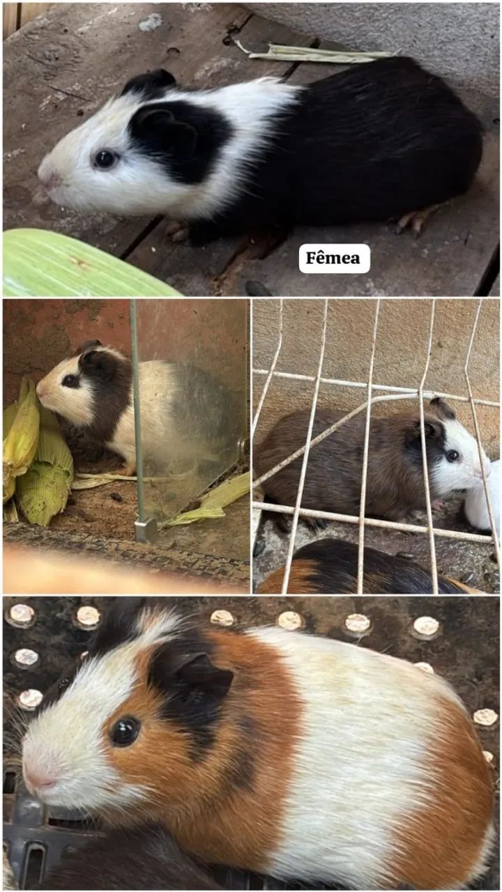 Filhotes de porquinho da índia  - Foto 2