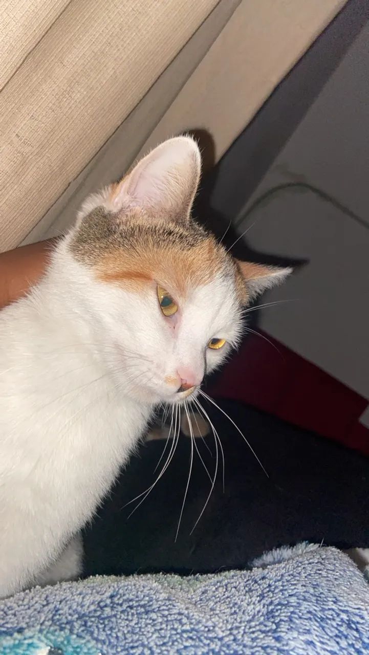 Doação de gata