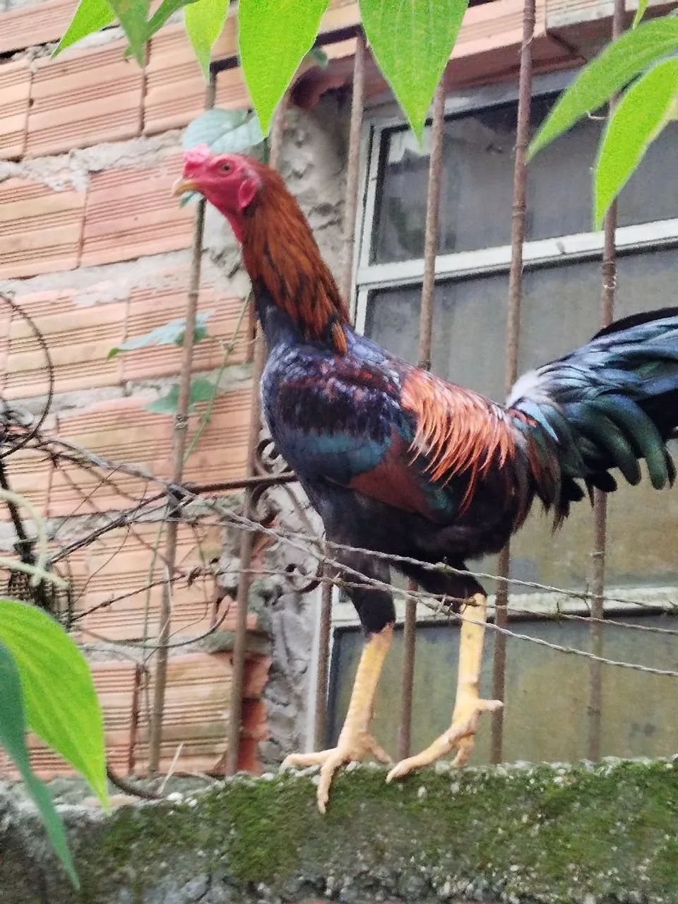 Galo - Foto 2