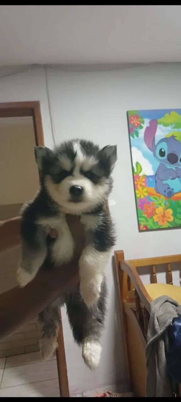 HUSKY SIBERIANO  - Foto 2